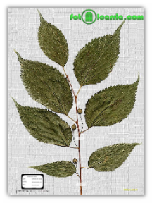 Celtis_australis(2007AY02A)