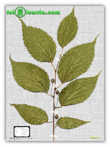 Celtis_australis(2007AY02B)